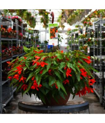 HB12.8" BEGONIA WATERFALL ORANGE