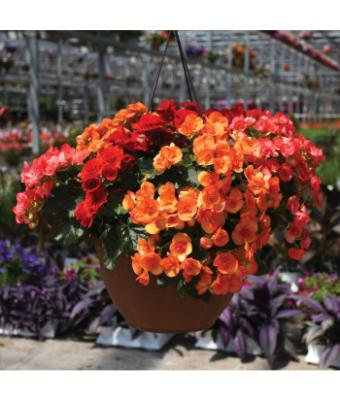 HB12.8" BEGONIA RIEGER MIX