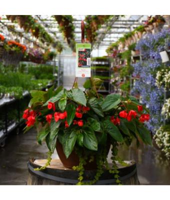 HB13" BEGONIA DRAGON WING RED