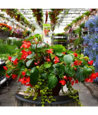 HB13" BEGONIA VIKING EXPLORER GREEN LEAF RED