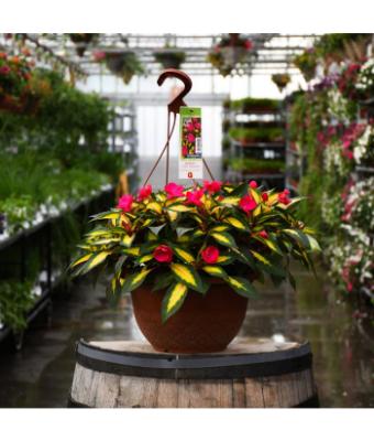 HB12.8" IMPATIENS SUNPATIENS TROPICAL ROSE