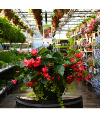 HB13" BEGONIA VIKING EXPLORER GREEN LEAF ROSE