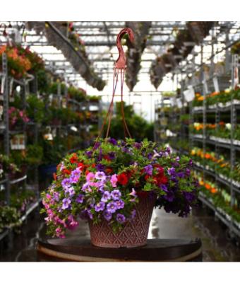 HB12" CALIBRACHOA MIXED