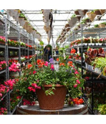 HB12" EARLY SPRING COMBO