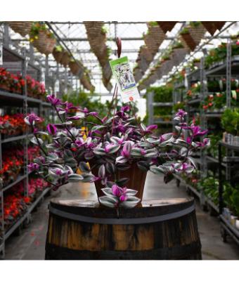 HB12" TRADESCANTIA NANOUK