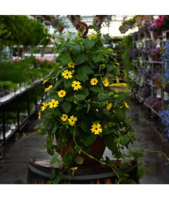 HB12" THUNBERGIA YELLOW LEMON STAR