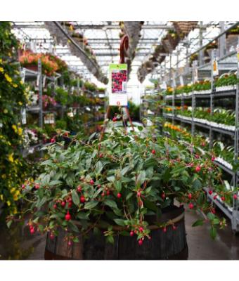 HB12" FUCHSIA DOLLAR PRINCESS