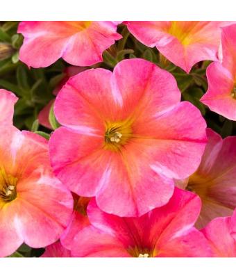 HB12" PETUNIA SUPERCAL CORAL STAR