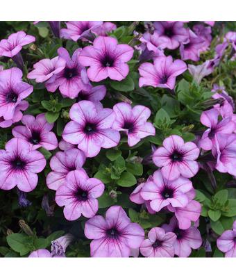 HB12" PETUNIA HEADLINER CRYSTAL PINK