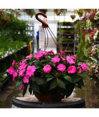 HB12.8" IMPATIENS SUNPATIENS PINK FLASH