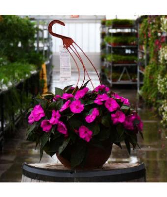 HB12.8" IMPATIENS SUNPATIENS PURPLE