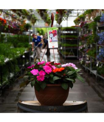 HB12.8" IMPATIENS SUNPATIENS MIX