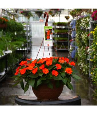 HB12.8" IMPATIENS SUNPATIENS ELECTRIC ORANGE