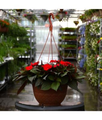 HB12.8" IMPATIENS SUNPATIENS DEEP RED