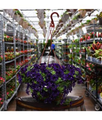 HB12" PETUNIA HEADLINER VIOLET SKY