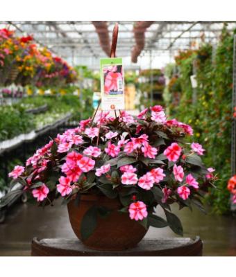HB12.8" IMPATIENS SUNPATIENS RED CANDY