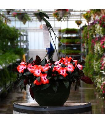 HB12.8" IMPATIENS NEW GUINEA ORANGE ICE