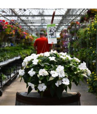 HB12.8" IMPATIENS SUNPATIENS WHITE