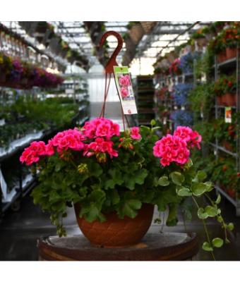 HB12.8" GERANIUM CALLIOPE ROSE MEGA SPLASH