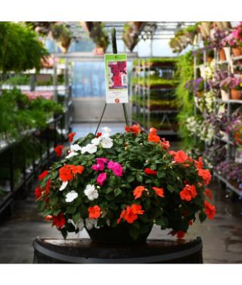 HB12" IMPATIENS MIX