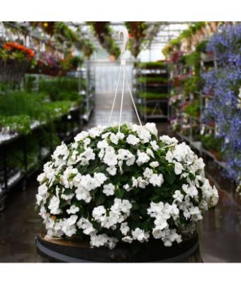 HB12" IMPATIENS WHITE