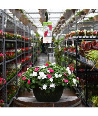 HB12" IMPATIENS LIPSTICK/WHITE