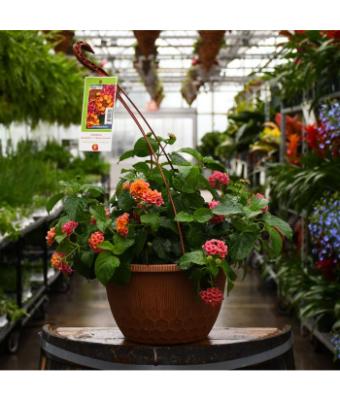 HB12" LANTANA CHERRY SUNRISE