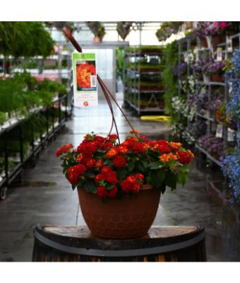 HB12" LANTANA BANDOLISTA HOT BLOODED