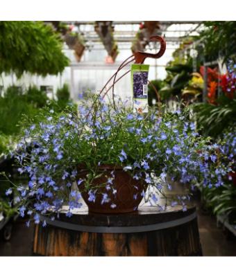 HB12" LOBELIA BLUE
