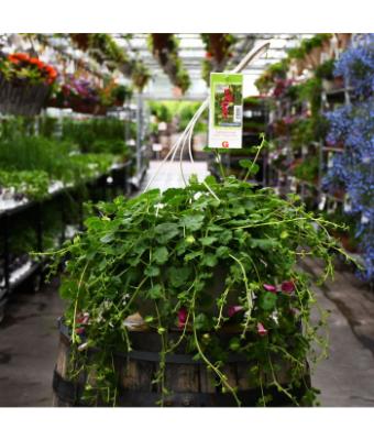 HB12.8" LOPHOSPERMUM COMPACT ROSE