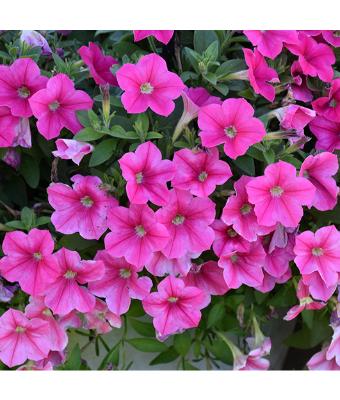 HB12" PETUNIA SUPERCAL PREMIUM ROSE STAR