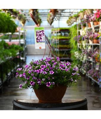 HB12" PETUNIA SHORTCAKE BLUEBERRY