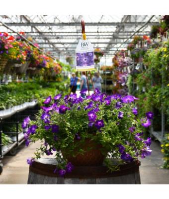 HB12" PETUNIA SUPERTUNIA BLUE TIARA