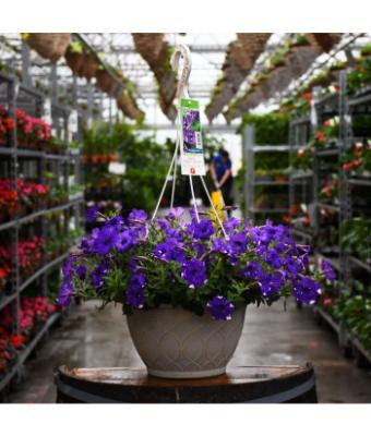 HB12" PETUNIA HEADLINER NIGHT SKY