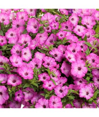 HB12" PETUNIA SUPERTUNIA ROSE TIARA