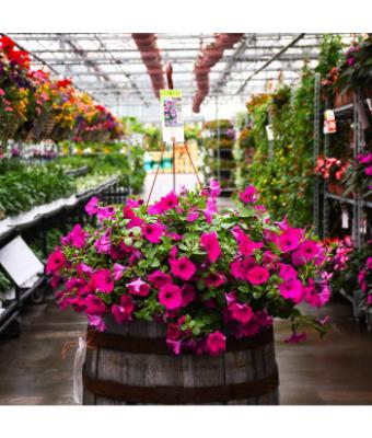 HB12" PETUNIA WAVE PURPLE