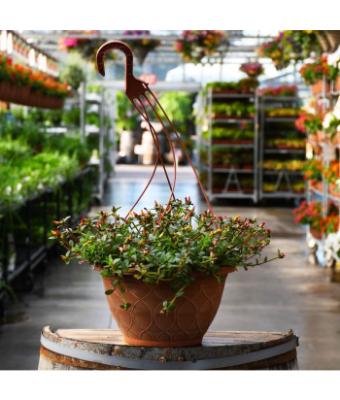 HB12" PORTULACA PAZZAZ MEGA MIX