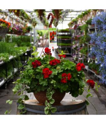 HB12.8" GERANIUM CALLIOPE DARK RED