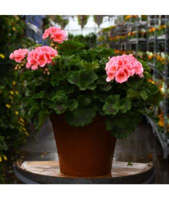 TUB12" GERANIUM AMERICANA SALMON