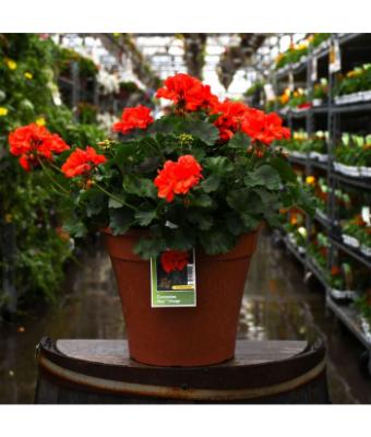 TUB12" GERANIUM MOJO ORANGE