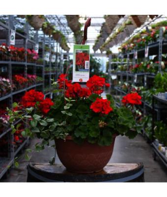 HB12.8" GERANIUM AMERICANA DARK RED