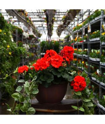 HB12.8" GERANIUM MOJO ORANGE