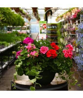 HB12.8" GERANIUM MIX