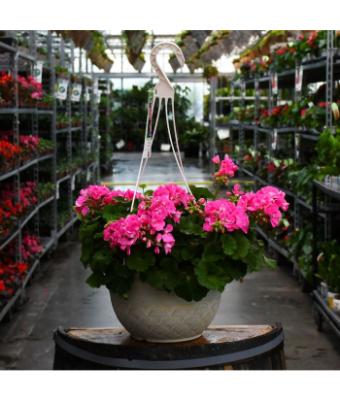 HB12.8" GERANIUM AMERICANA PINK