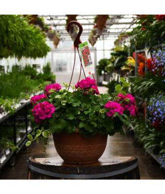 HB12.8" GERANIUM CALLIOPE MEDIUM VIOLET