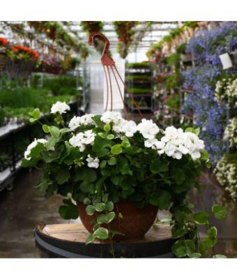 HB12.8" GERANIUM MOJO WHITE