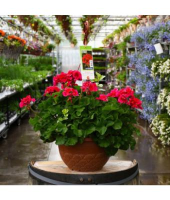 HB12.8" GERANIUM MOJO CRANBERRY SPLASH