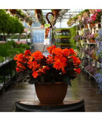 HB12" BEGONIA I'CONIA PORTOFINO HOT ORANGE