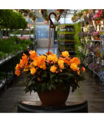 HB12" BEGONIA I'CONIA FIRST KISS DEL SOL