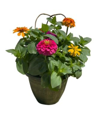 TUB11" ZINNIA-MAGNIFICENT MAGELLAN